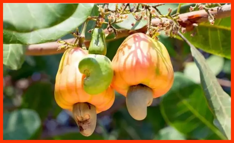 cashew unit, cashew plant, cnsl unit, cnsl plant, cashew process unit, cashew process plant